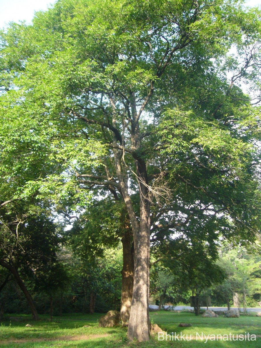 Diospyros ebenum J.Koenig ex Retz.